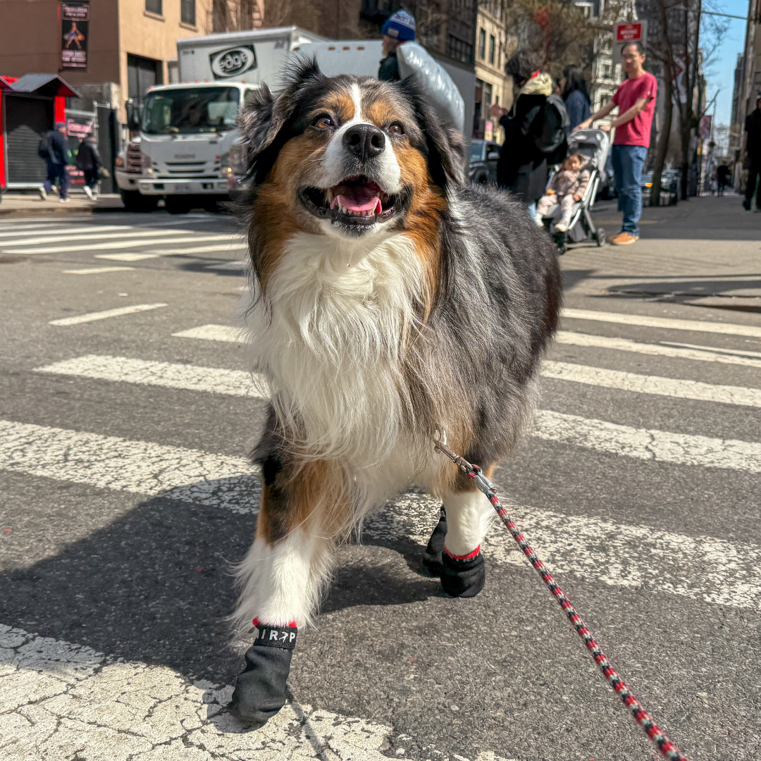 Dog on a leash walking on a city street wearing Air Pup sprinter booties. Pedestrians and vehicles in the background