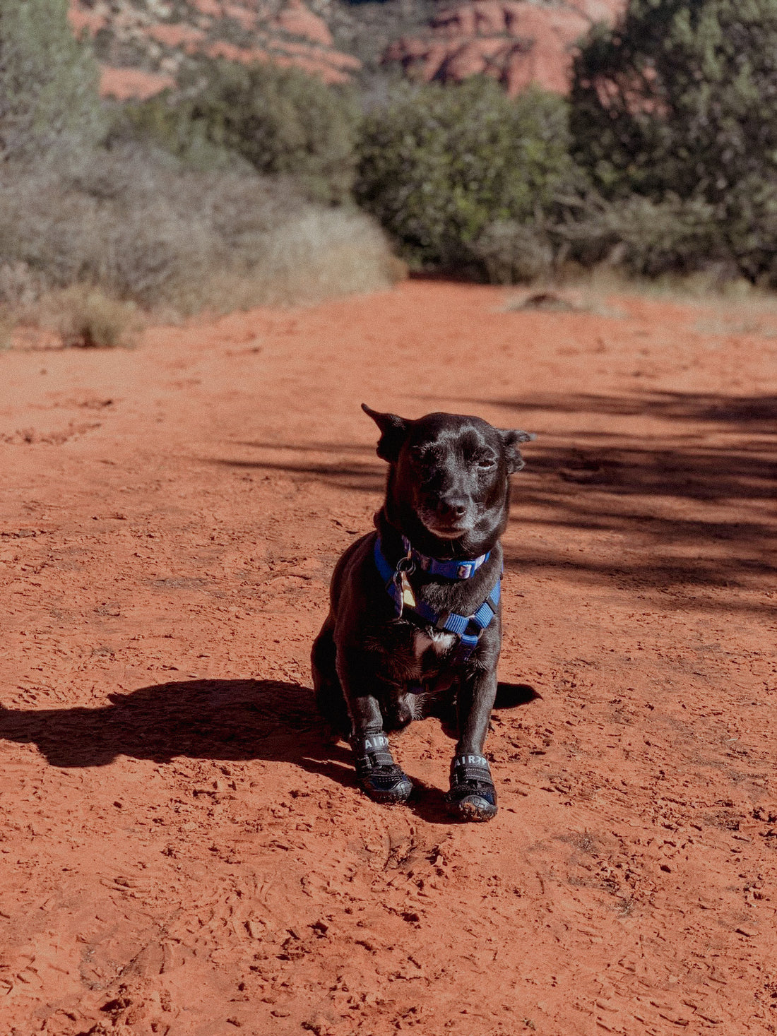 Exploring the Outdoors with Air Pup Dog Shoes