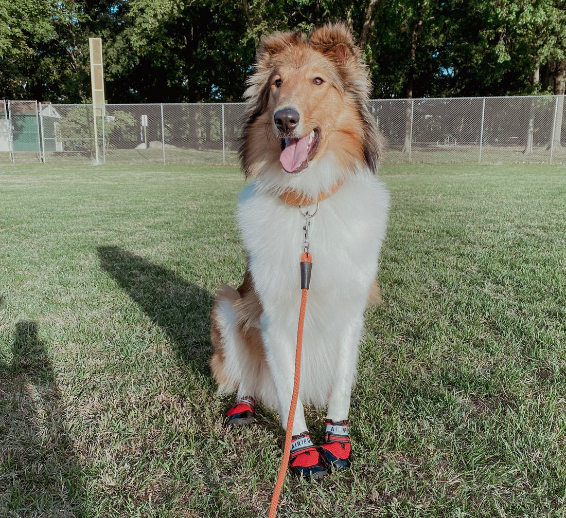 Air Pup’s Guide to How to Get Your Dog to Wear Boots