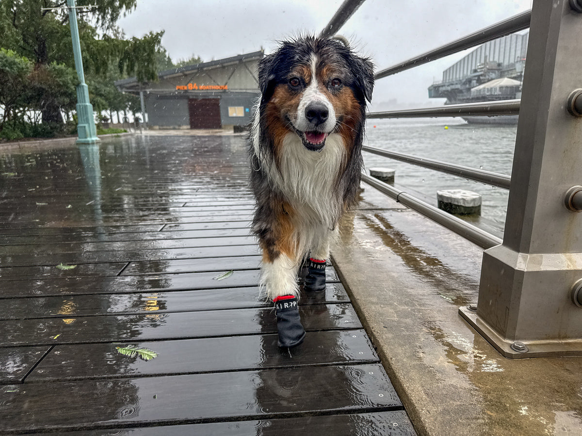 Winston walking on a rainy pier in his Air Pup dog shoes