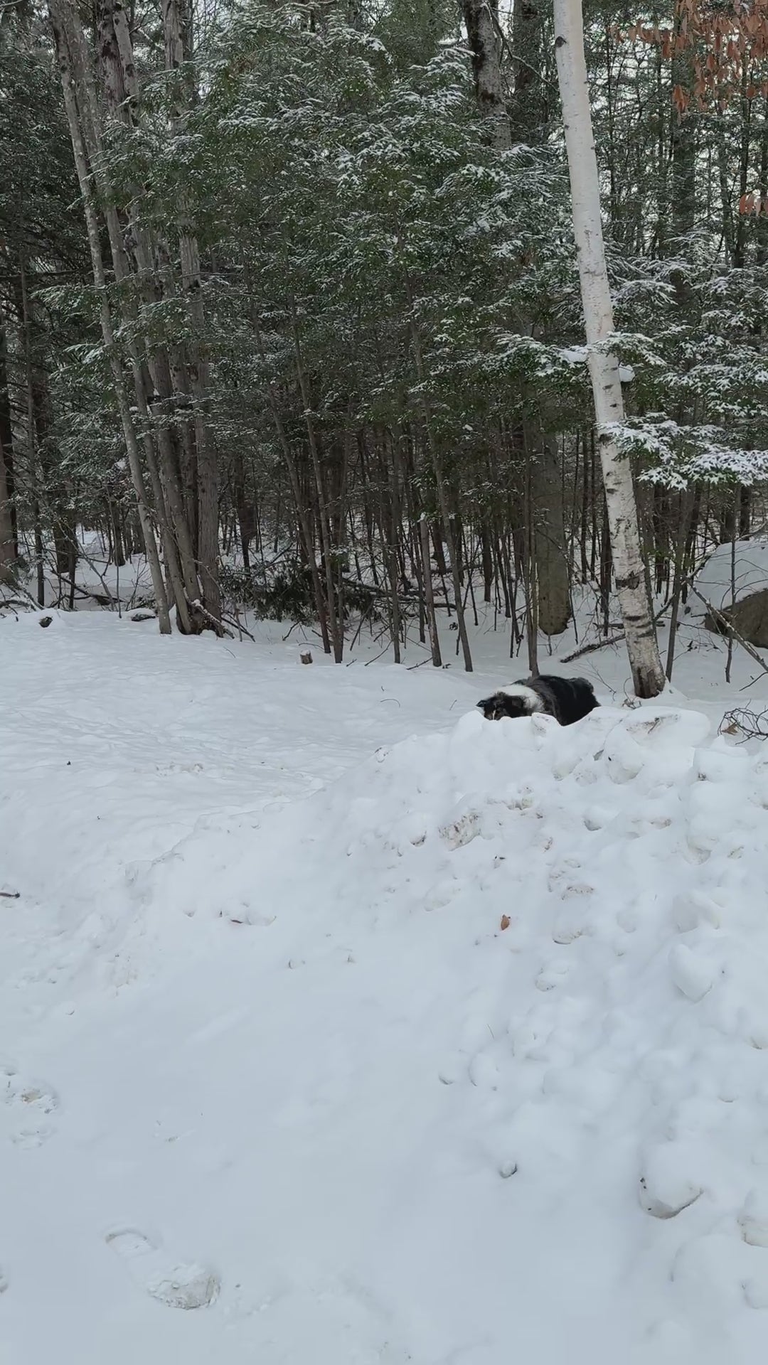 AIR PUP DOG BOOTS - SET OF 4