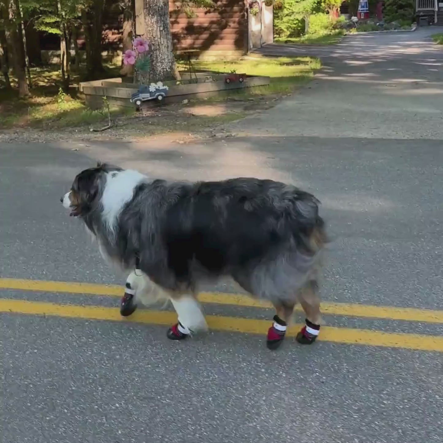 Video of dog walking in Air Pups on street
