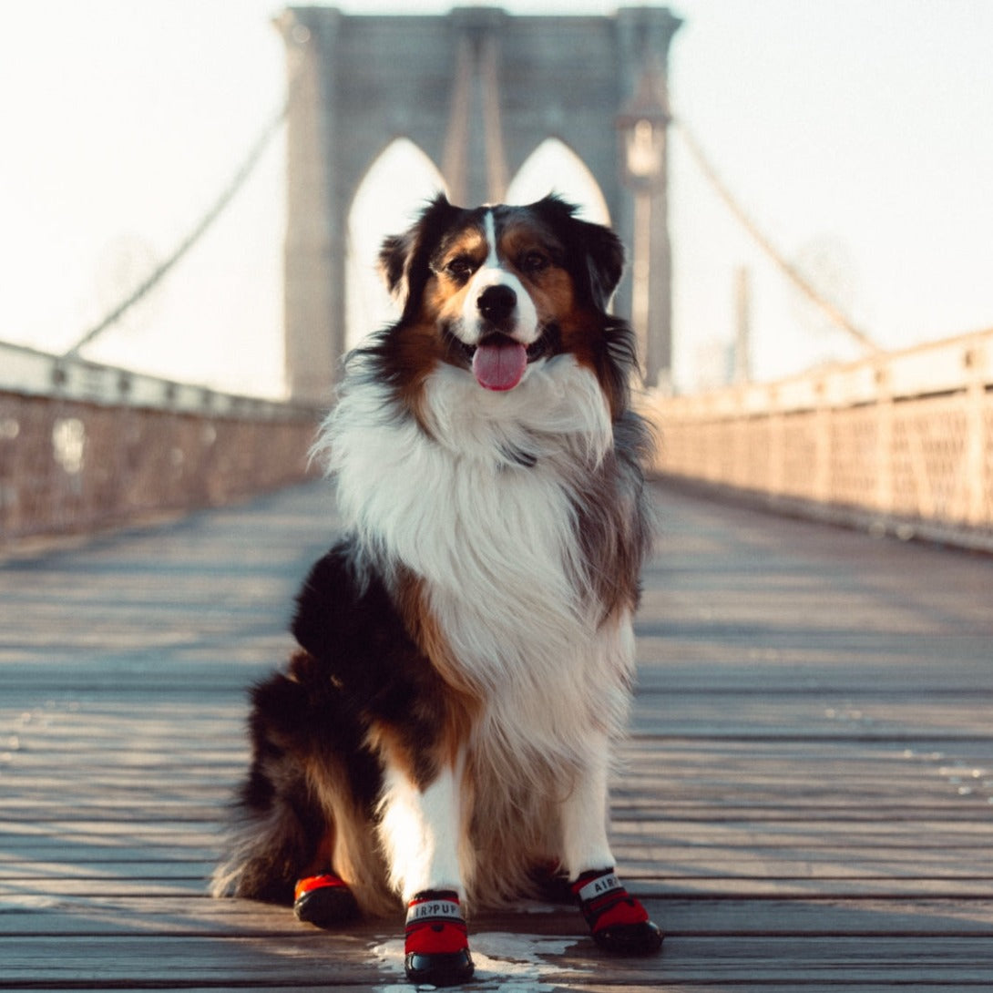 AIR PUP 1 RETRO RED - DOG SHOES / BOOTS - SET OF 4